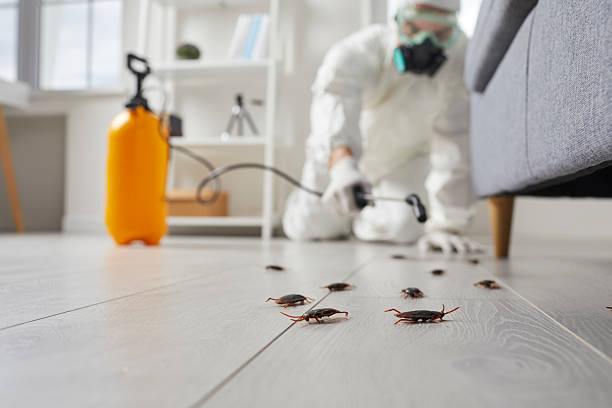 Commercial Rodent Management in Clayton